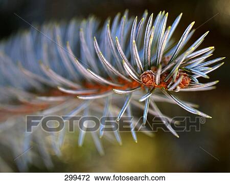 Close-up of spines of spruce tree View Large Photo Image Stock Image - Close-up of spines of spruce tree . Fotosearch