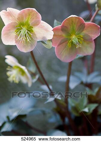 Stock Photography - Close-up of two Hellebores . Fotosearch