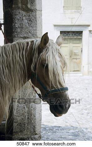 Close-up of white horse in stable View Large Photo Image Stock Photo - Close-up of white horse in stable . Fotosearch