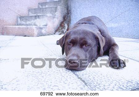 Dog lying on floor View Large Photo Image Stock Image - Dog lying on floor . Fotosearch