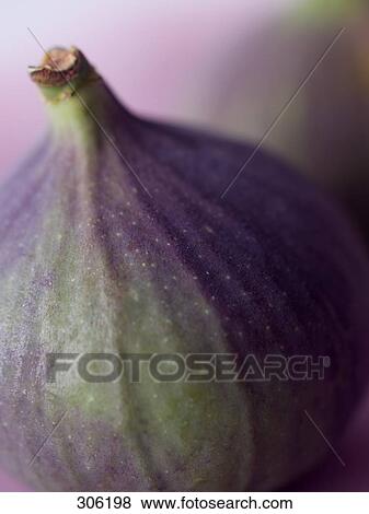fig, close-up View Large Photo Image Stock Photo - fig, close-up . Fotosearch