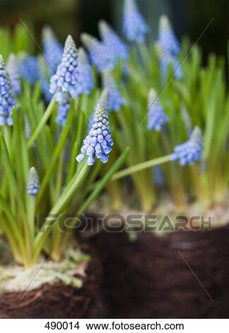 grape hyacinth (Muscari), close-up View Large Photo Image Picture - grape hyacinth (Muscari), close-up . Fotosearch