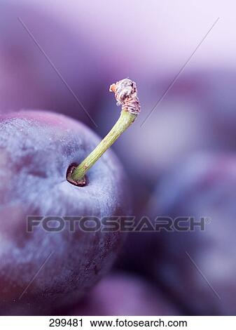 group of prunes, close-up View Large Photo Image Stock Image - group of prunes, close-up . Fotosearch