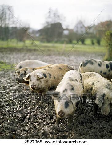 Herd of pigs standing in mud View Large Photo Image Stock Photo - Herd of pigs standing in mud . Fotosearch