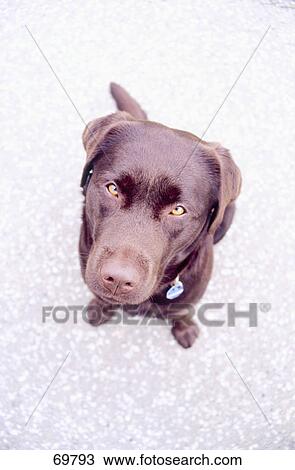 High angle view of dog sitting on floor View Large Photo Image Stock Image - High angle view of dog sitting on floor . Fotosearch