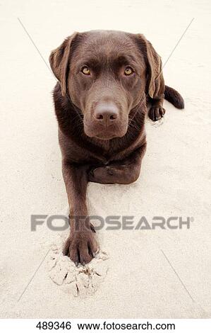 High angle view of dog sitting on sand View Large Photo Image Stock Photograph - High angle view of dog sitting on sand . Fotosearch