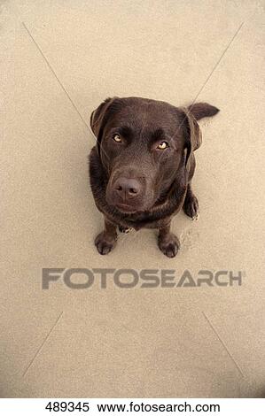 Stock Photography - High angle view of dog . Fotosearch