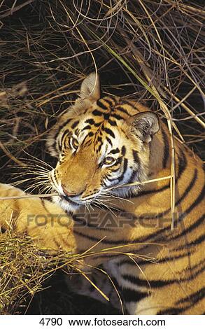 Stock Image - High angle view of Tiger (Panthera tigris) resting in forest, Bandhavgarh National Park, Madhya Pradesh, India . Fotosearch