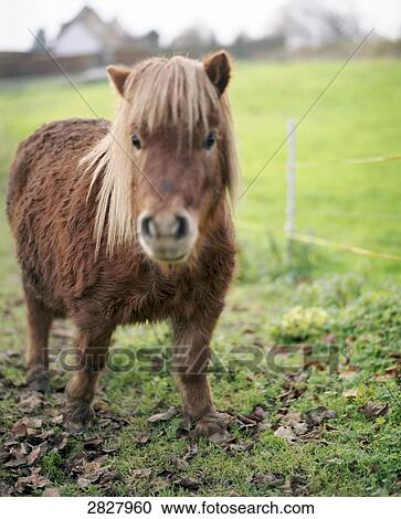 Horse standing in field View Large Photo Image Stock Image - Horse standing in field . Fotosearch