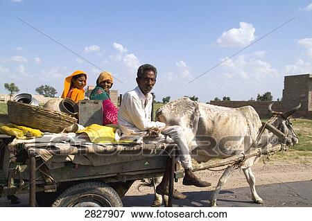Indians on a ox cart, India View Large Photo Image Stock Photo - Indians on a ox cart, India . Fotosearch