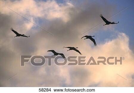 Picture - Low angle view of Greylag Geese (Anser anser) in flight . Fotosearch
