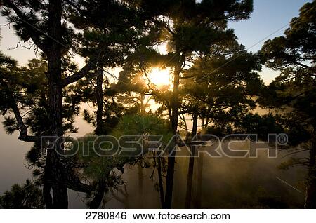 Low angle view of sunbeam passing through trees, La Palma, Canary Islands, Spain View Large Photo Image Stock Photograph - Low angle view of sunbeam passing through trees, La Palma, Canary Islands, Spain . Fotosearch