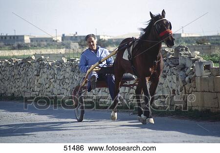 Man riding horsecart, Malta View Large Photo Image Stock Photograph - Man riding horsecart, Malta . Fotosearch