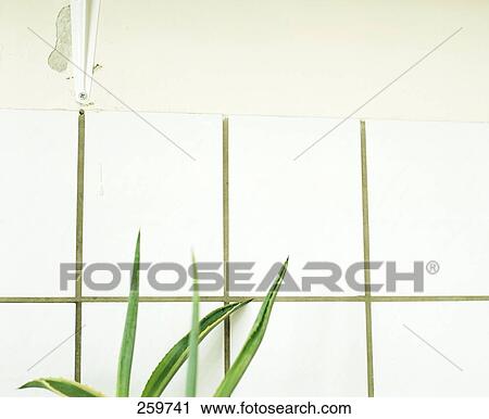 Stock Image - Plant growing in front of wall . Fotosearch