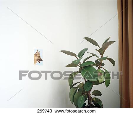 Plant in front of wall View Large Photo Image Stock Image - Plant in front of wall . Fotosearch