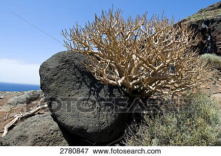 Stock Photo - Plants growing on stone, La Palma, Canary Islands, Spain . Fotosearch