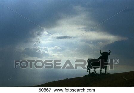 Stock Photo - Silhouette of bull standing on landscape, Spain . Fotosearch