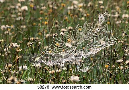 soder web on a meadow, elevated view  View Large Photo Image Stock Photo - soder web on a meadow, elevated view . Fotosearch