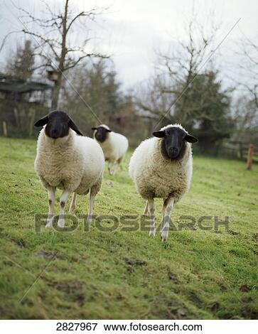 Stock Photo - Three sheep standing in field . Fotosearch