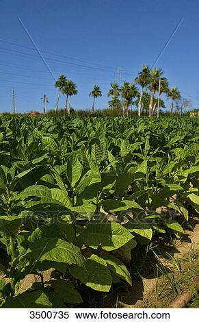 Tobacco field, Pinar del Rio, Cuba View Large Photo Image Stock Photography - Tobacco field, Pinar del Rio, Cuba . Fotosearch
