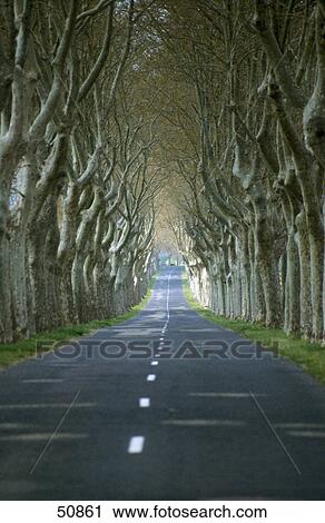 Trees along road, Narbonne, France View Large Photo Image Stock Image - Trees along road, Narbonne, France . Fotosearch