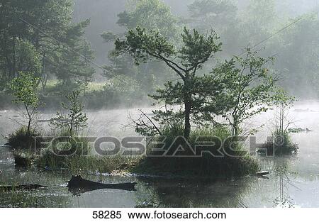 Stock Photography - Trees in a foggy lake . Fotosearch