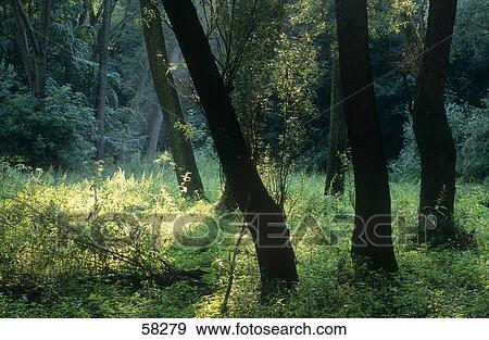 Trees in a forest View Large Photo Image Stock Photo - Trees in a forest . Fotosearch