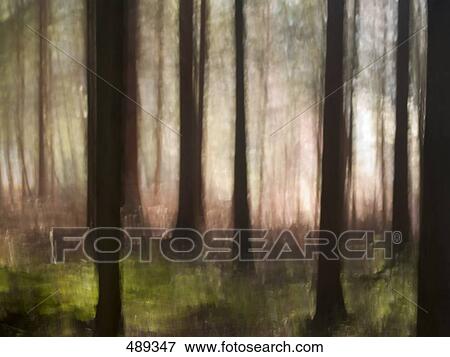 Trees in forest  View Large Photo Image Stock Photo - Trees in forest . Fotosearch