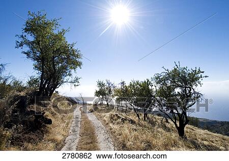 Stock Image - Trees on mountain, La Palma, Canary Islands, Spain . Fotosearch