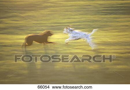 Two dogs playing with each other in field View Large Photo Image Picture - Two dogs playing with each other in field . Fotosearch