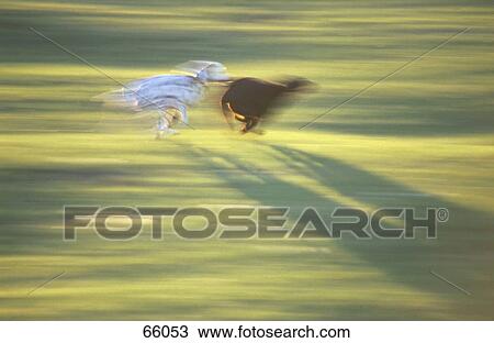 Two dogs running in field View Large Photo Image Stock Image - Two dogs running in field . Fotosearch