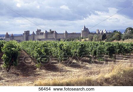 Vineyard in front of castle, Carcassonne, France View Large Photo Image Picture - Vineyard in front of castle, Carcassonne, France . Fotosearch