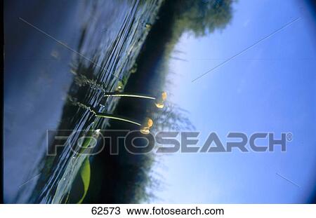 Stock Image - Waterlily buds in pond . Fotosearch