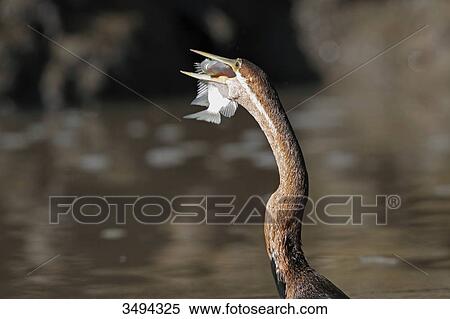 Stock Photography - African Darter, Anhinga melanogaster rufa, eating prey, Gambia, Westafrika, Afrika . Fotosearch