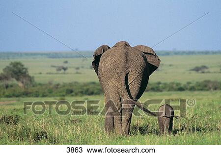 African elephant (Loxodonta africana) walking with its calf in field, Masai Mara National Reserve, National Reserve, Kenya View Large Photo Image Stock Image - African elephant (Loxodonta africana) walking with its calf in field, Masai Mara National Reserve, National Reserve, Kenya . Fotosearch