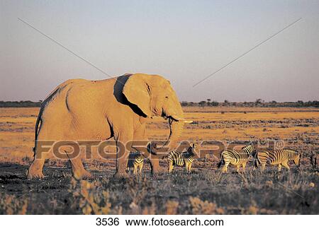 African elephant (Loxodonta africana) and zebra walking in forest, Etosha National Park, Namibia View Large Photo Image Stock Photograph - African elephant (Loxodonta africana) and zebra walking in forest, Etosha National Park, Namibia . Fotosearch