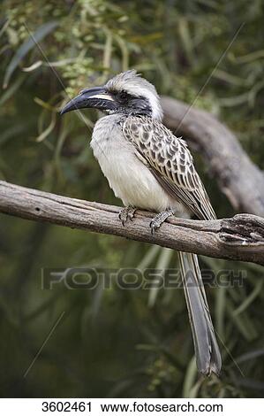 African Grey Hornbill (Tockus nasutus) on a branch, Pilanesberg Game Reserve, South Africa View Large Photo Image Stock Image - African Grey Hornbill (Tockus nasutus) on a branch, Pilanesberg Game Reserve, South Africa . Fotosearch