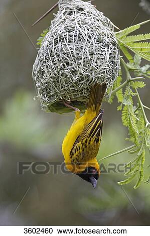 Stock Image - African Masked Weaver (Ploceus velatus) building nest, Pilanesberg Game Reserve, South Africa . Fotosearch