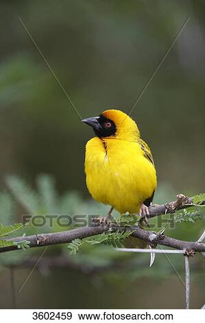 Stock Photo - African Masked Weaver (Ploceus velatus) on a branch, Pilanesberg Game Reserve, South Africa . Fotosearch