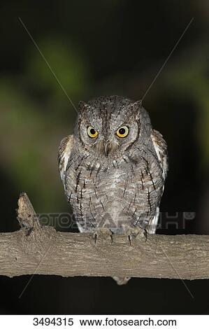 Stock Photography - African Scops-owl, Otus senegalensis, Gambia, West Africa, Africa . Fotosearch