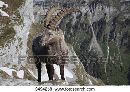 Alpine Ibex, Capra Ibex, standing on rock, Niederhorn, Swiss Alps, Switzerland, Europe View Large Photo Image Stock Photo - Alpine Ibex, Capra Ibex, standing on rock, Niederhorn, Swiss Alps, Switzerland, Europe . Fotosearch