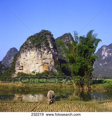 Stock Photo - Animals in field with mountain in background, Yangshuo, Guilin, Guangxi Province, China . Fotosearch
