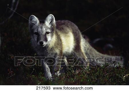 Stock Image - Arctic fox (Alopex lagopus) walking in forest, Norway . Fotosearch