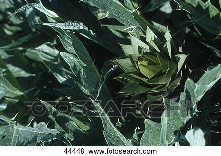 Artichokes growing in field View Large Photo Image Stock Photo - Artichokes growing in field . Fotosearch