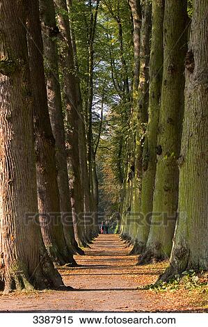 Avenue in a park, Hamburg, Germany View Large Photo Image Stock Photography - Avenue in a park, Hamburg, Germany . Fotosearch