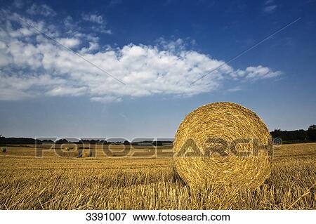 Bales of straw on a stubble field, Schleswig-Holstein, Germany View Large Photo Image Stock Photo - Bales of straw on a stubble field, Schleswig-Holstein, Germany . Fotosearch