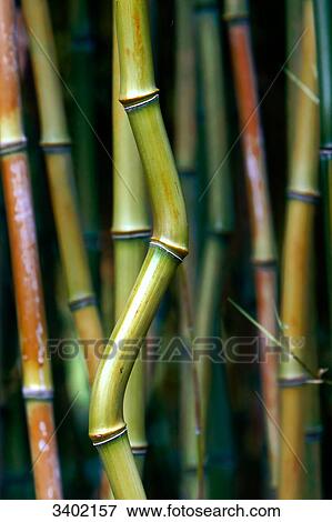 Stock Photo - Bamboo, detail . Fotosearch