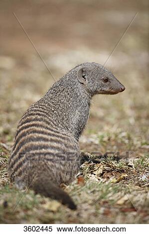 Banded Mongoose (Mungos mungo), Pilanesberg Game Reserve, South Africa View Large Photo Image Stock Photography - Banded Mongoose (Mungos mungo), Pilanesberg Game Reserve, South Africa . Fotosearch