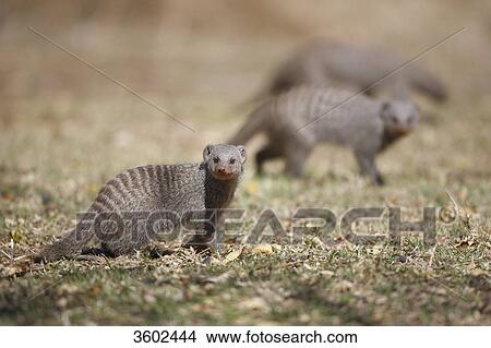 Picture - Banded Mongooses (Mungos mungo), Pilanesberg Game Reserve, South Africa . Fotosearch