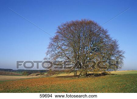 Bare tree on rural landscape View Large Photo Image Picture - Bare tree on rural landscape . Fotosearch